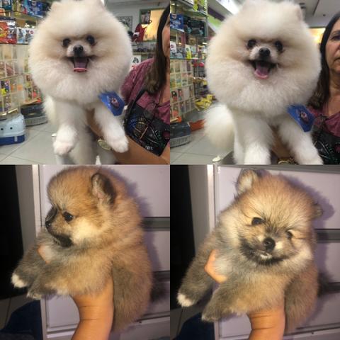 Sptiz alemã anã fêmea com excelente linhagem!!! Lulu da pomerania!!!