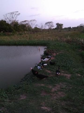 Sítio com 4,5 hectares, situado na cidade de Arari-MA - Foto 11