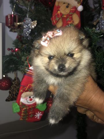 Sptiz alemã anã fêmea com excelente linhagem!!! Lulu da pomerania!!! - Foto 4