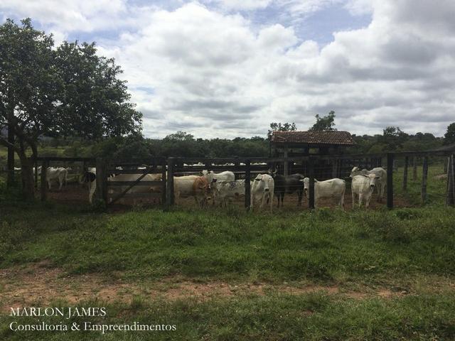 Fazenda no Município de Ipameri-Go - Foto 2