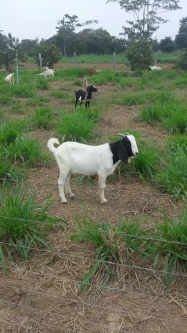 Cabras cabritos a venda