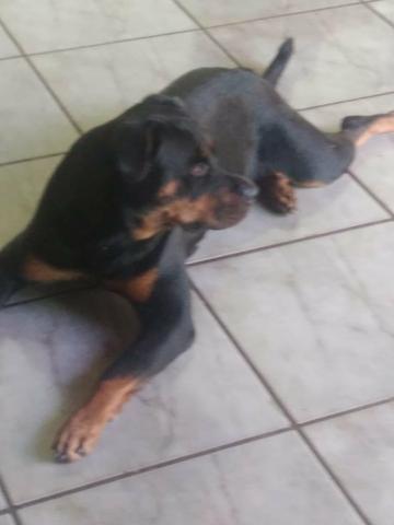 Vendo filhote de rottwailer - Foto 6