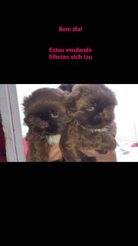 Filhotes shih tzu