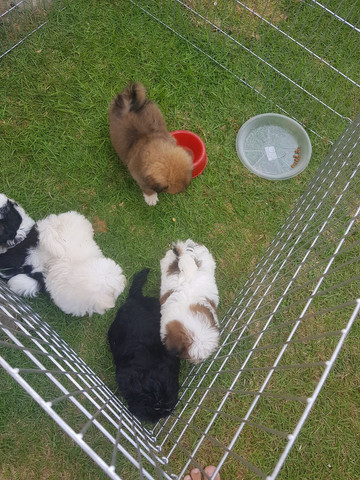 Vendo shih tzu Macho Top!!! - Foto 5