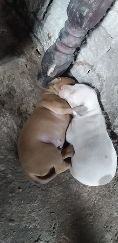 Vende-se Filhote de Pitbull