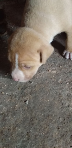 Vende-se Filhote de Pitbull - Foto 4