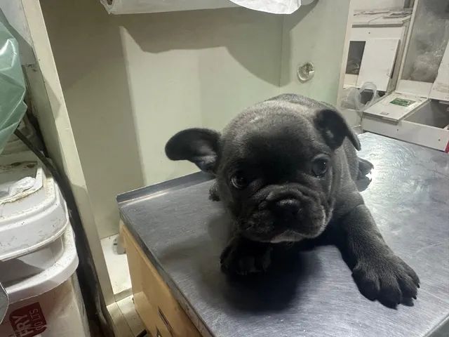 Bulldog frances  - Foto 4