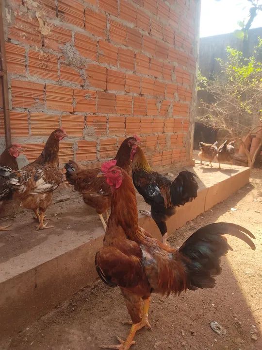 Galinhas Caipiras para venda - Foto 2