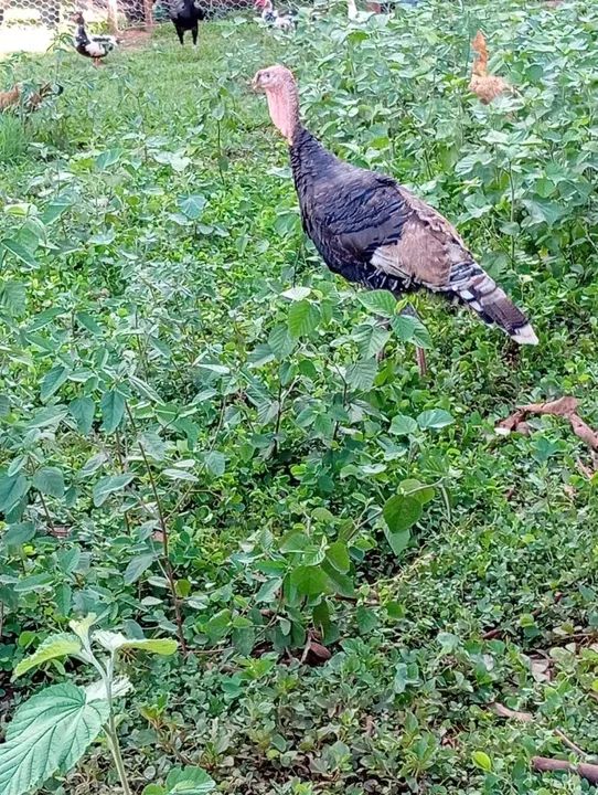 Perú macho - Foto 2