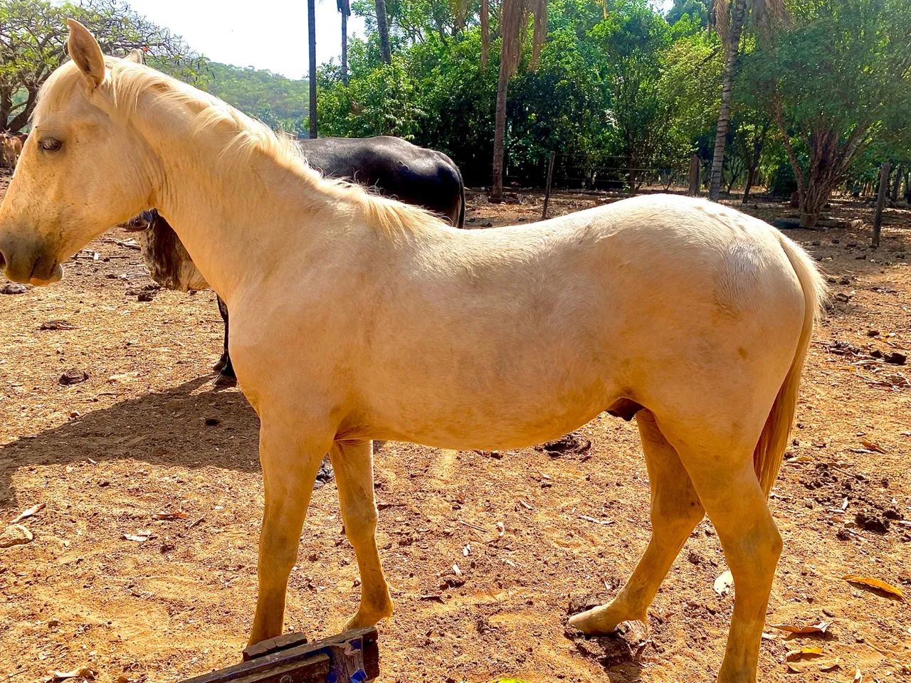 Cavalo QM Palomina 