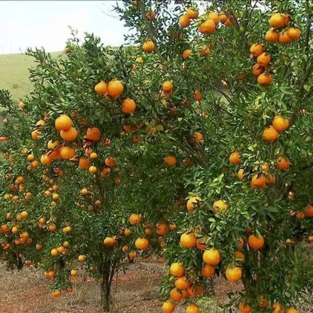  Mudas da Mexerica pokan adulta 2.5 MT  - Foto 3