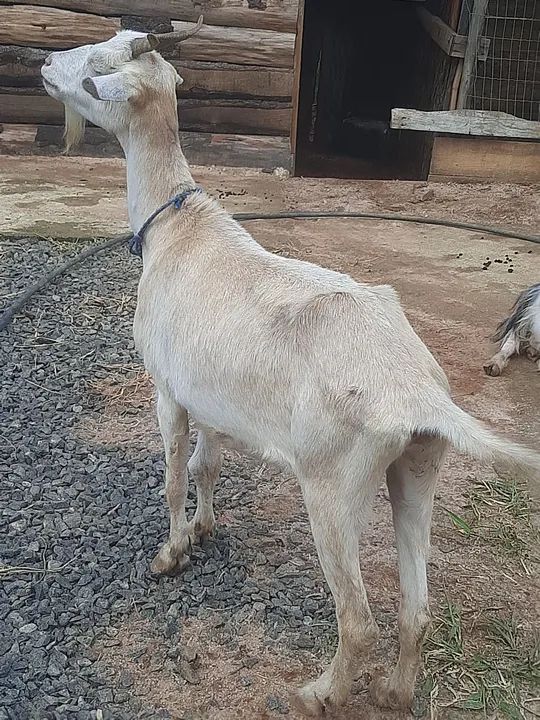 Vendo cabrita  - Foto 3