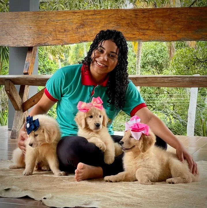 Fêmeas de Golden para sua casa  - Foto 2