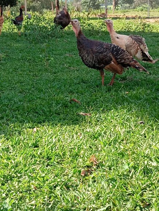 Perú macho - Foto 4