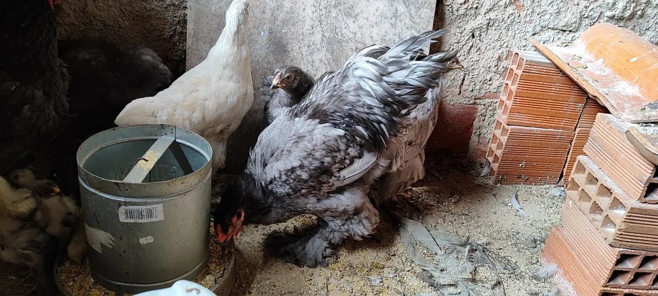 Galinhas Brahma azul - R$ 150 - Foto 6