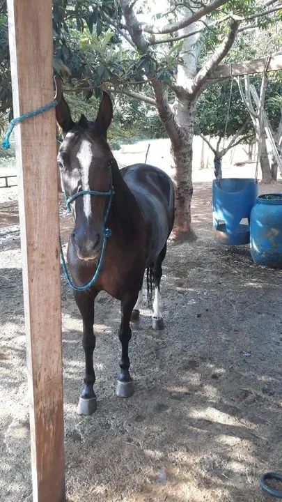 Égua Mangalarga-Vende ou Troca - Foto 4