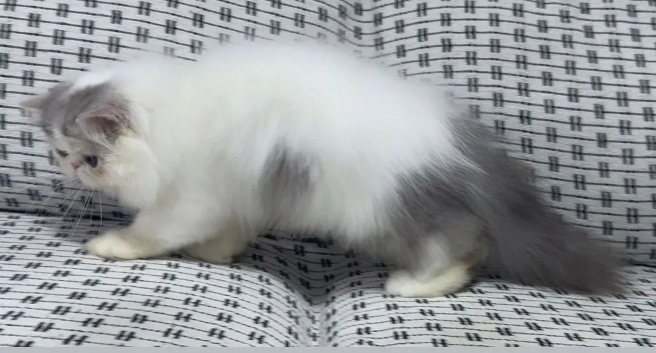 Gato persa disponível com pedigree  - Foto 4