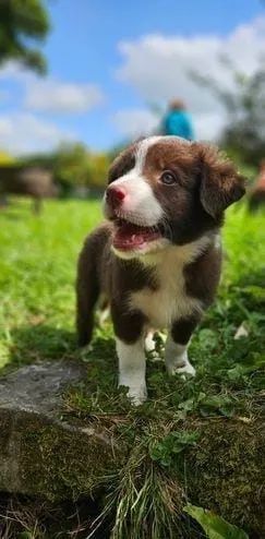 Border Collie Lindos disponiveis a pronta entrega , chamar no wats do anuncio  - Foto 3