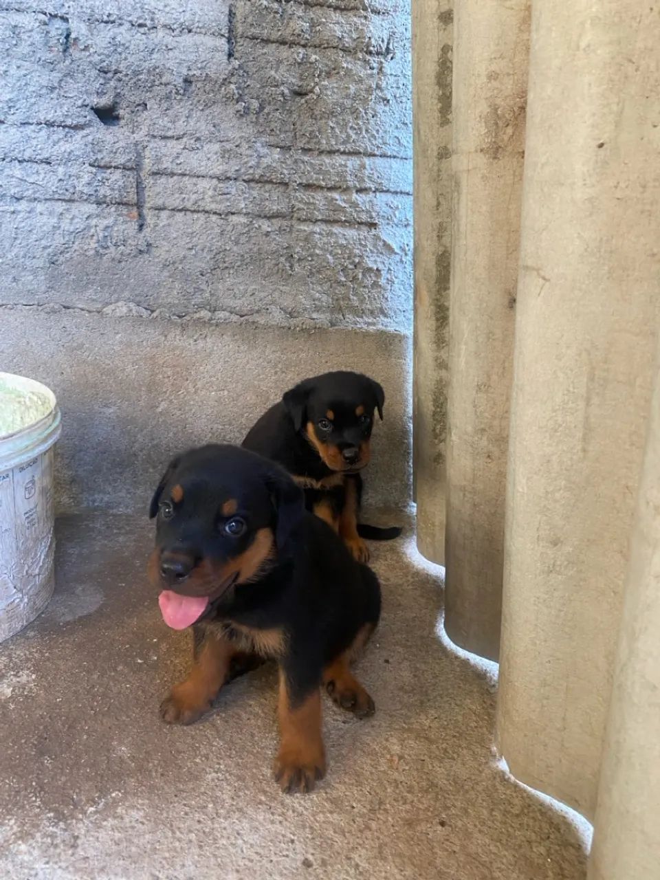Filhote Rottweiler - Foto 2