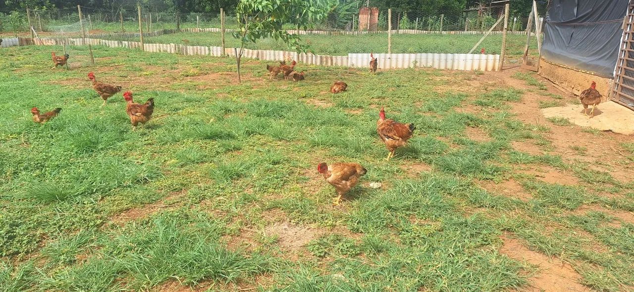 Chácara maravilhosa no Rajadinha-DF. PERTINHO DO ASFALTO . - Foto 6