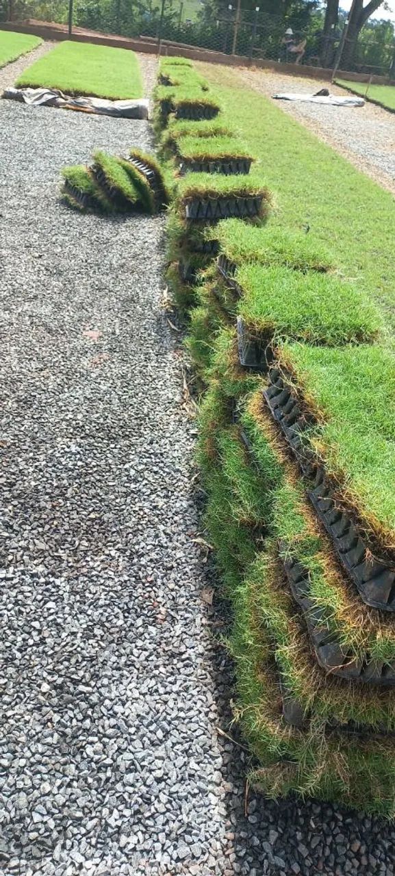 Gramas entregamos plantadas