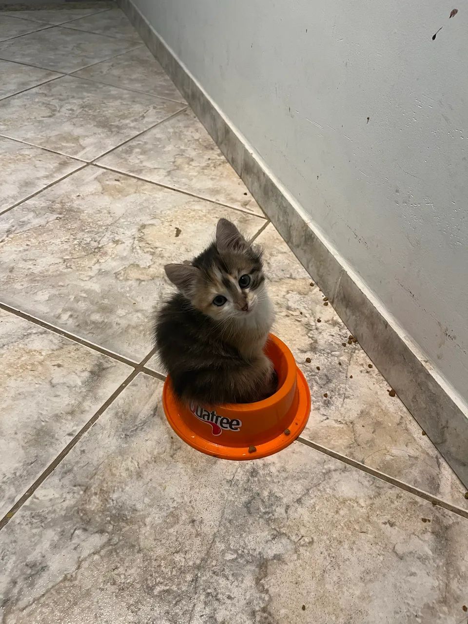 Doação responsável - gatinha 