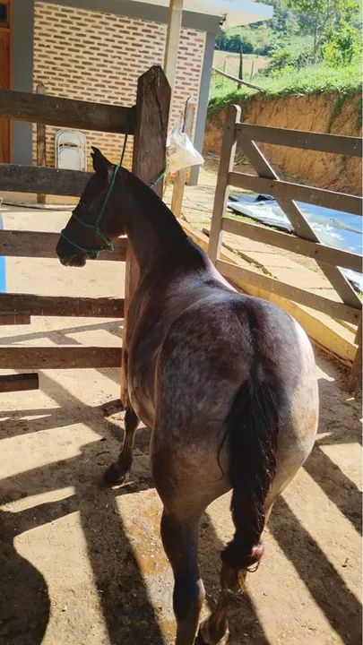 Pônei fêmea com charrete e arriata 