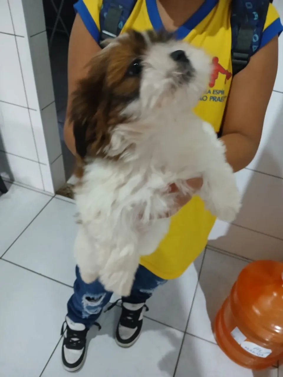 Shih Tzu fêmea filhote