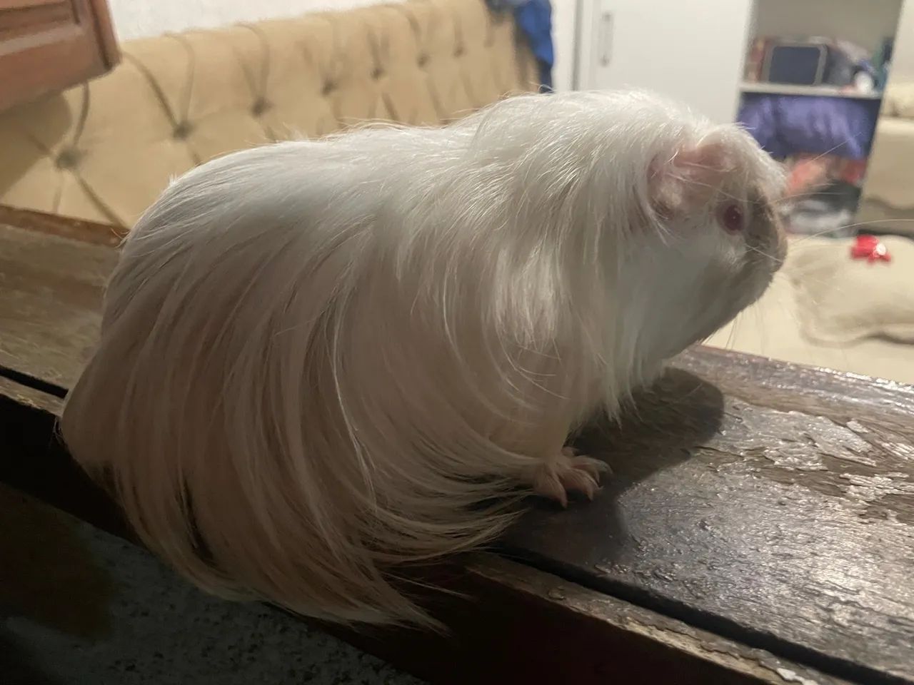 porquinhos da Índia de pêlo curto, médio e longo  - Foto 2