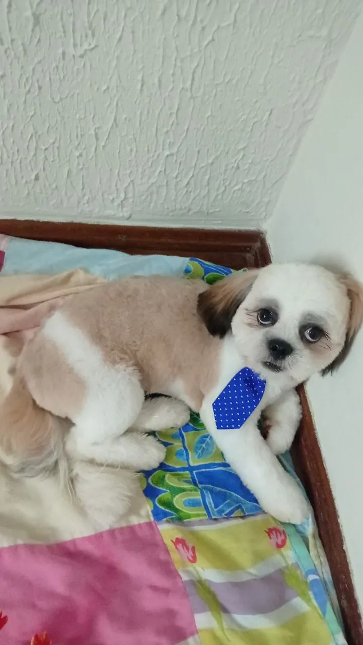 Shih Tzu a venda