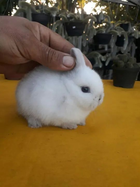 Coelho anão importado megpie - Foto 3