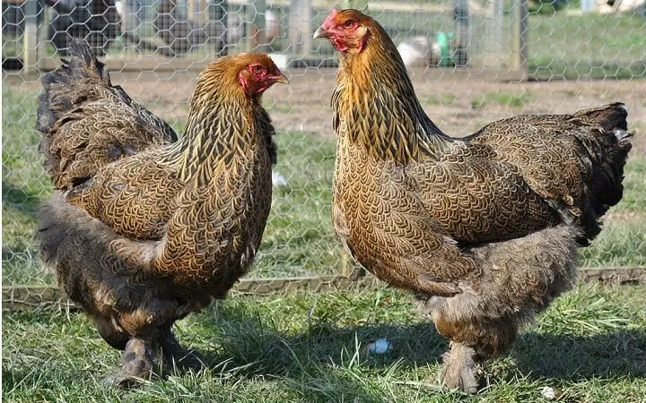 Galinha Brahma