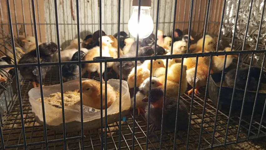 PINTINHOS CAIPIRA E OVOS CAIPIRA GALADO - Venda Permanente