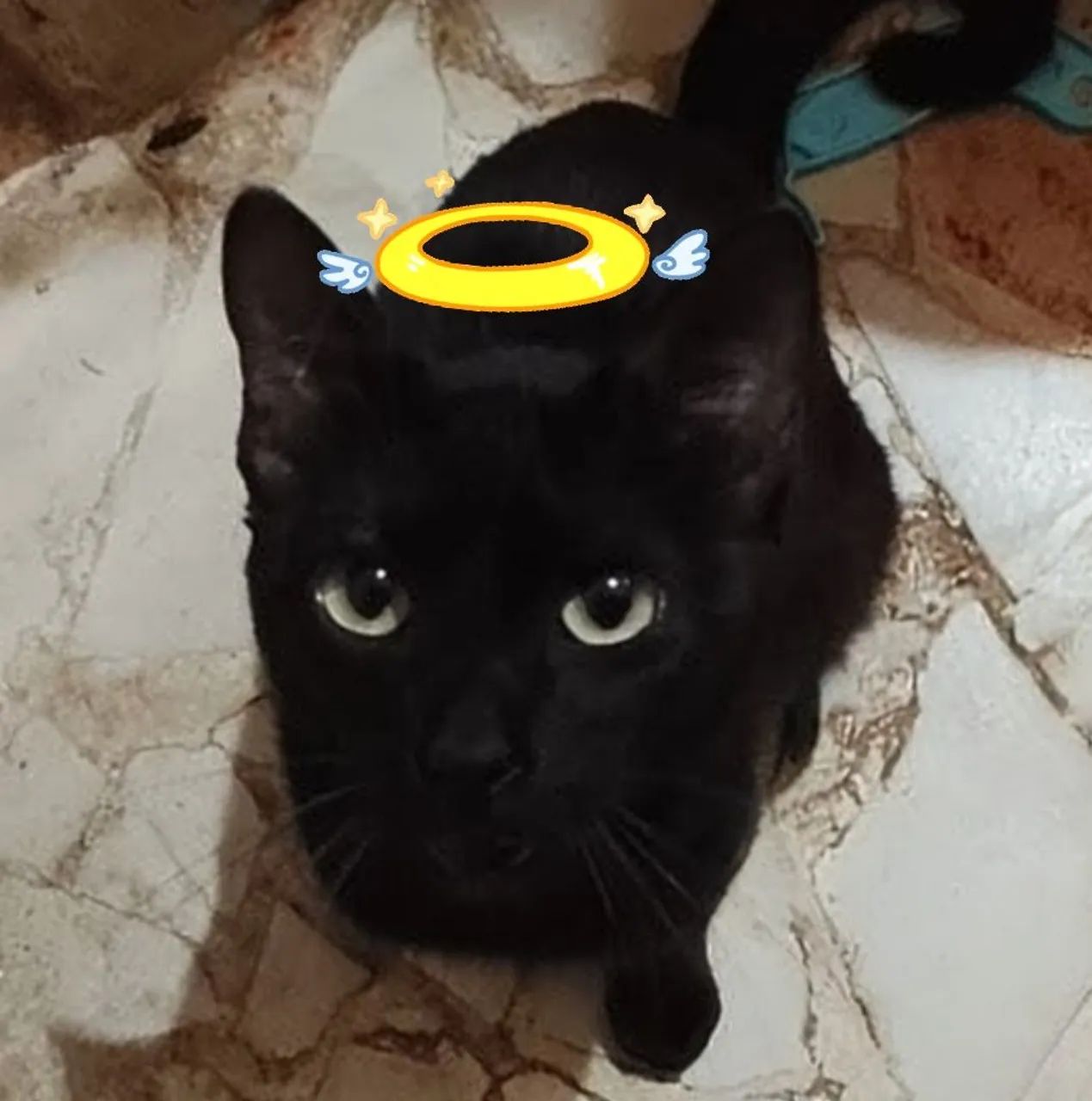 Gatinho dócil para adoção!