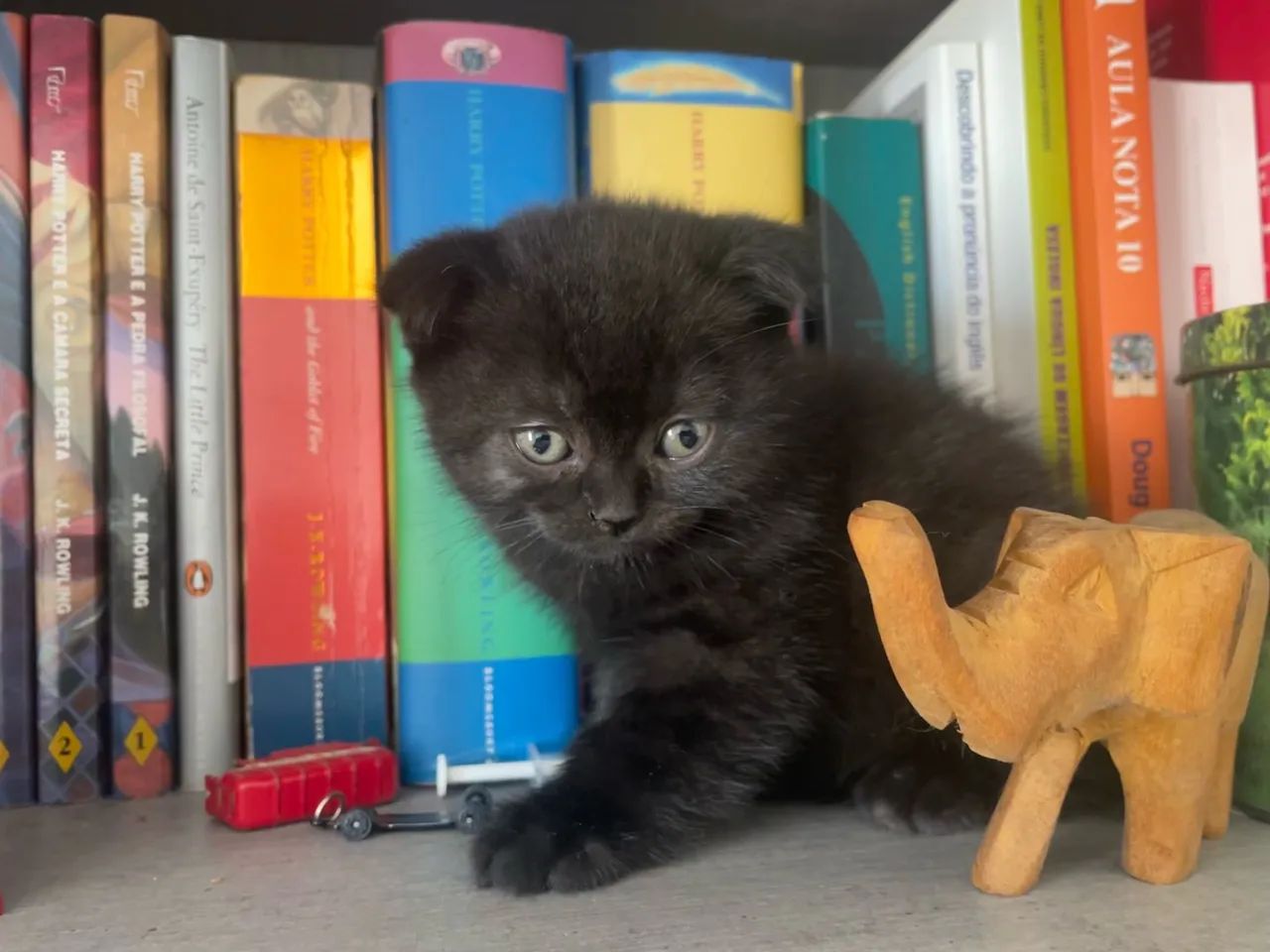 Filhote de gatoScottish Fold com pedegree - Foto 2