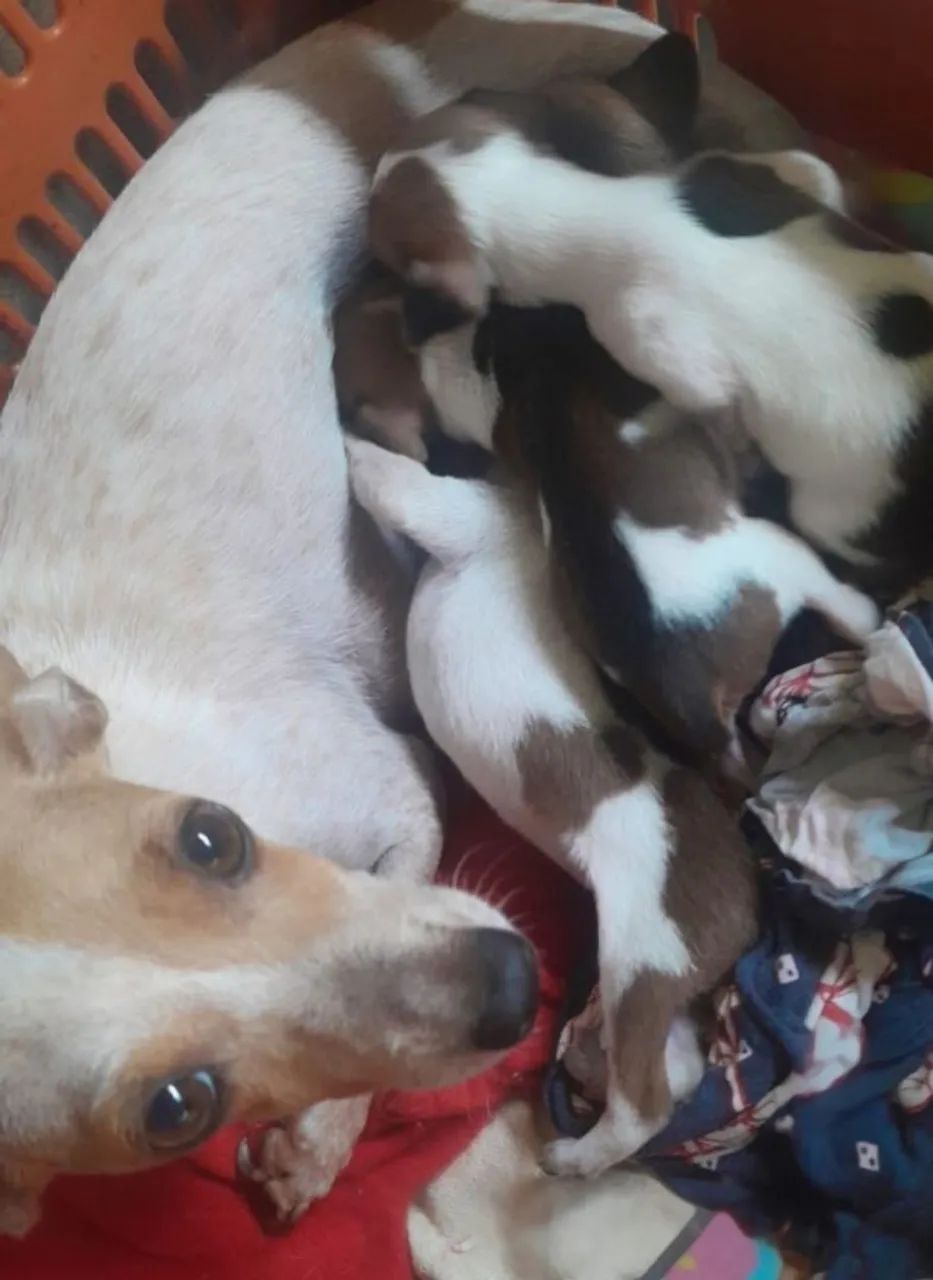 Filhote de cachorro pinscher 2 - Foto 3
