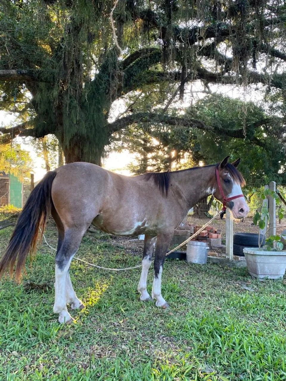 Cavalo criolo  - Foto 2