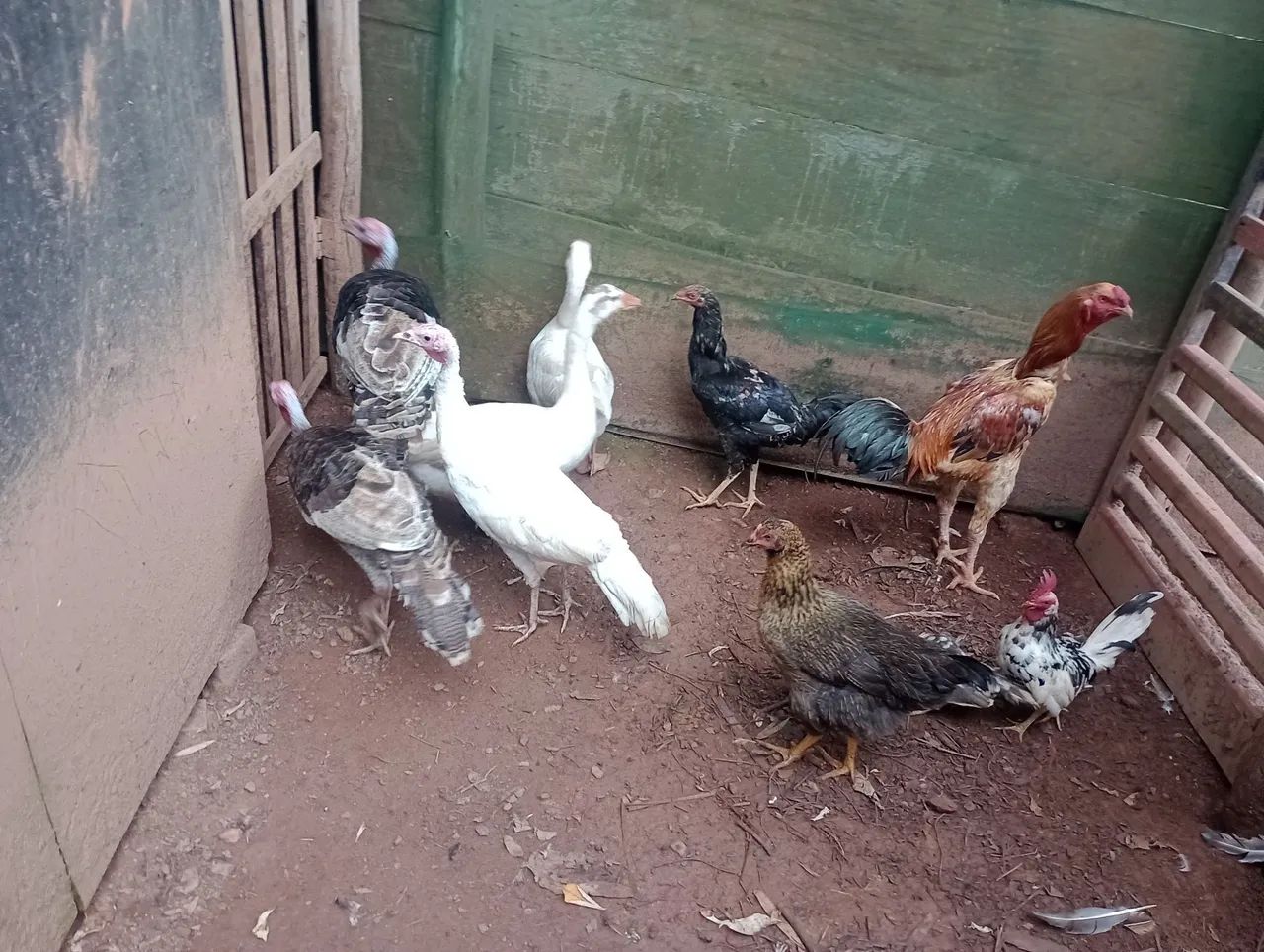 Frangos e Peruas para venda - Foto 5