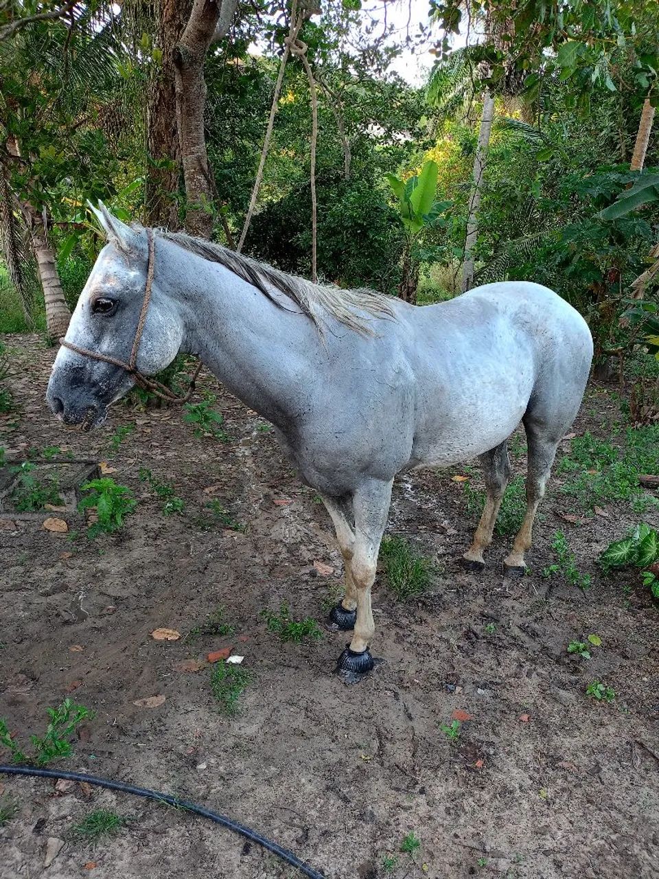 Cavalo de direita , 7 anos , pronto pra pegar e ir pra corrida?