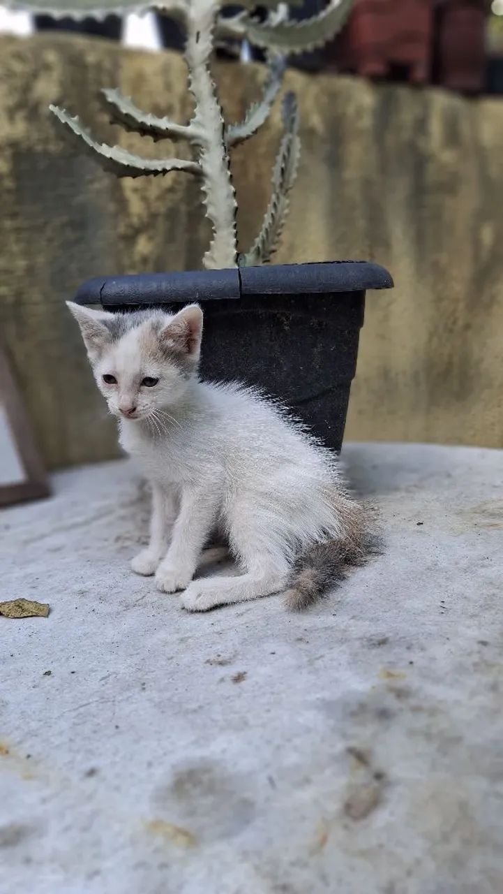 Gatinha para doação 64298692522370124