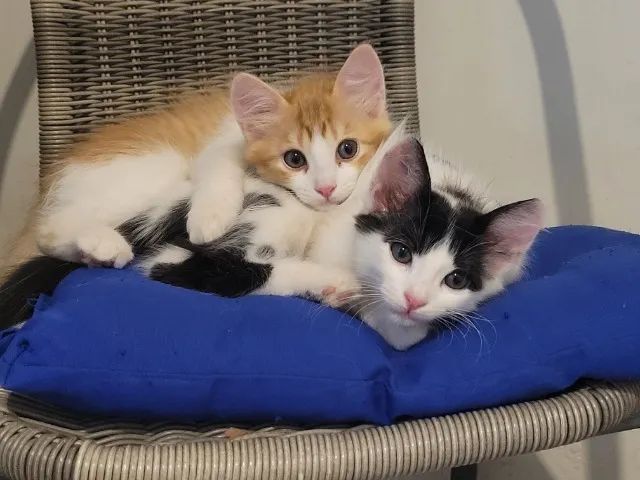 Lindos gatinhos de dois meses e meio