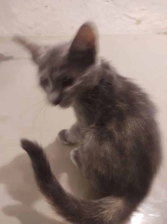 Gatinha cinza pra adoção, se estiver interessado me contate  - Foto 3