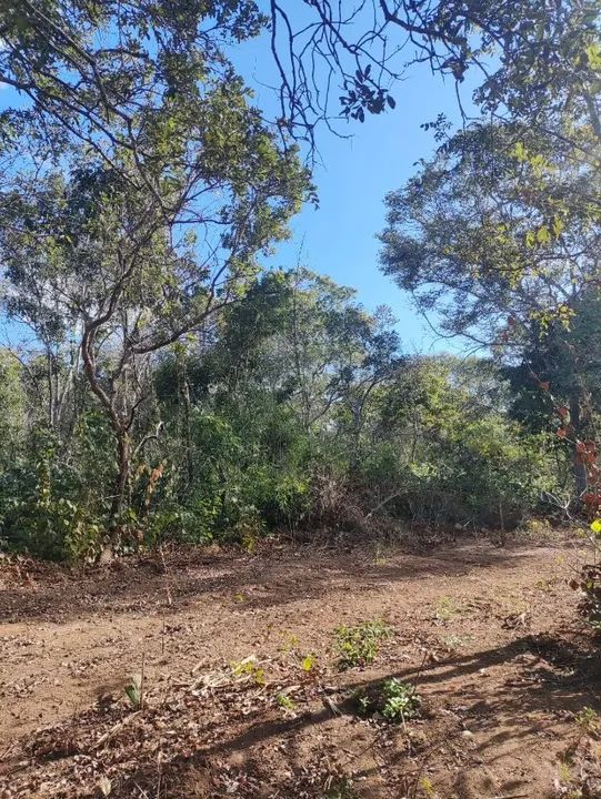 Fazenda em Loreto-MA 1957 ha Um Paraíso Agrícola à Espera de Novos Horizontes