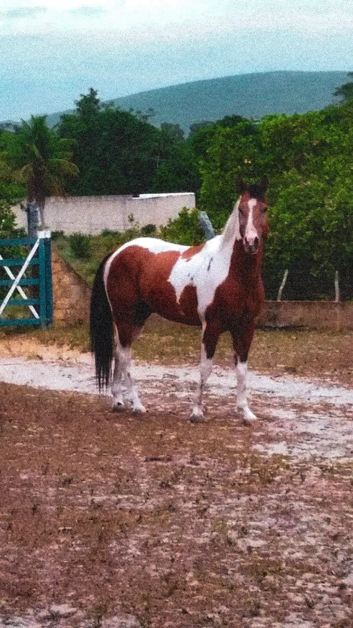 Cavalo Paint Horse