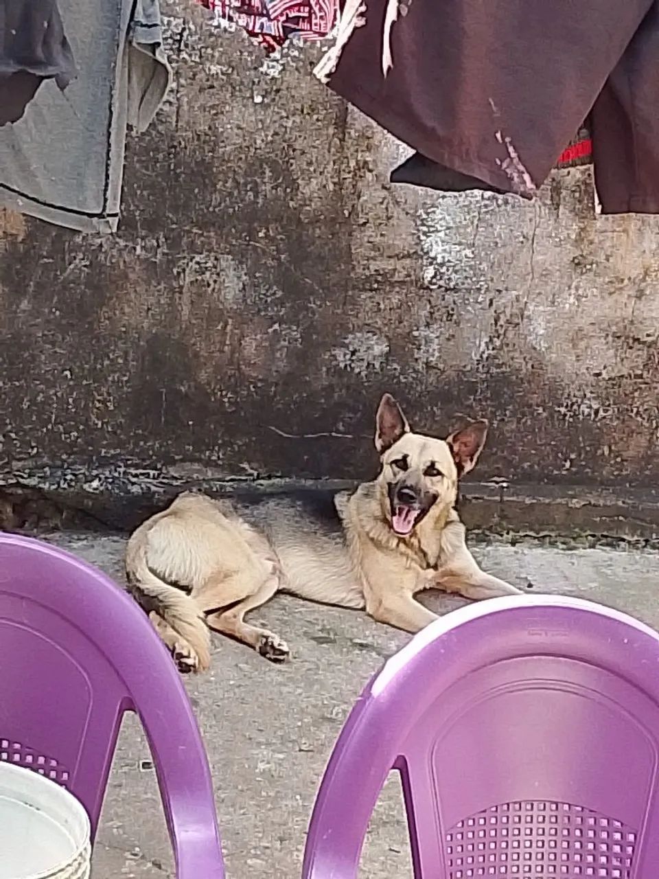 Vende cachorro pastor alemão 2 anos  - Foto 3