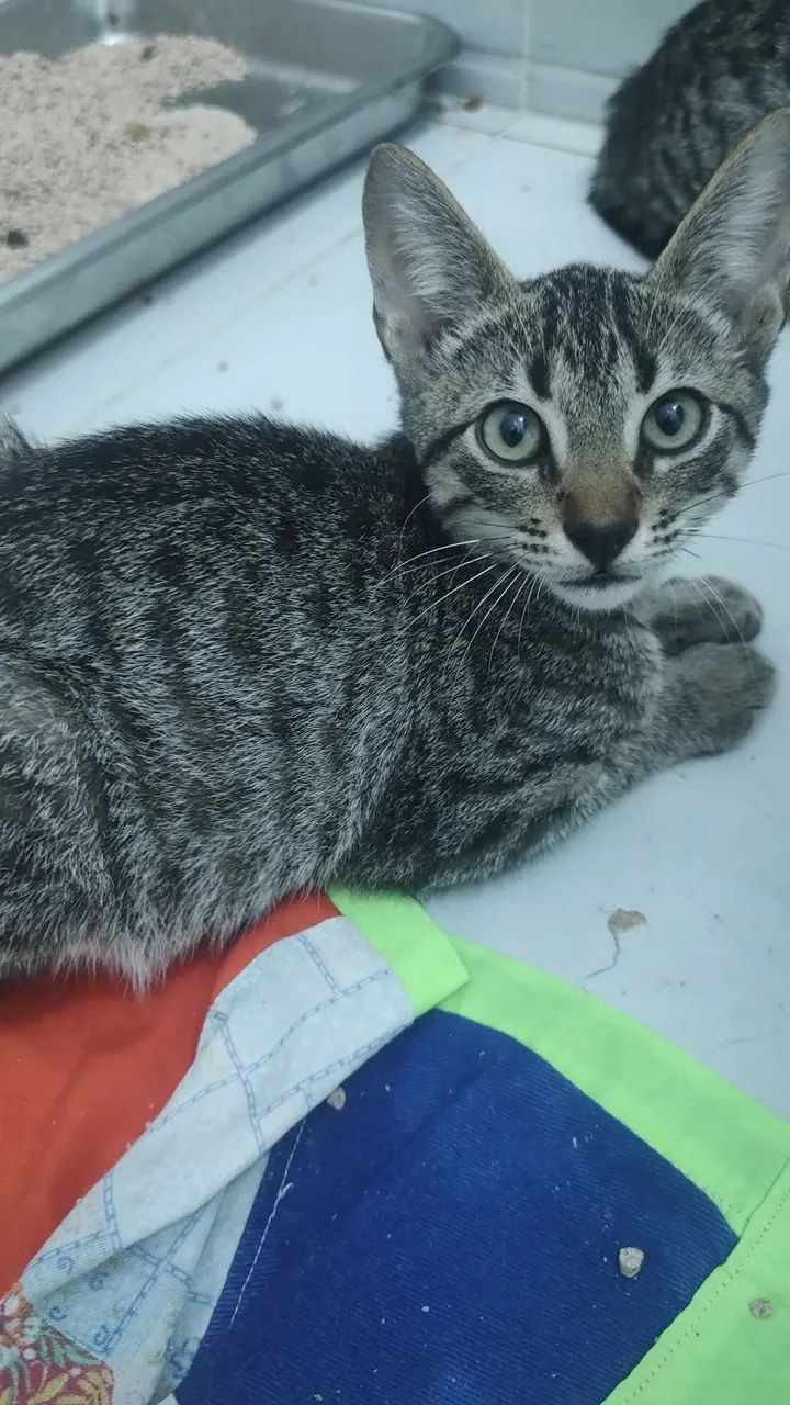 Adoção Responsável  - Foto 5