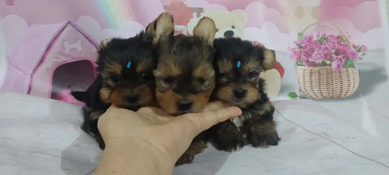 Yorkshire Terrier mini