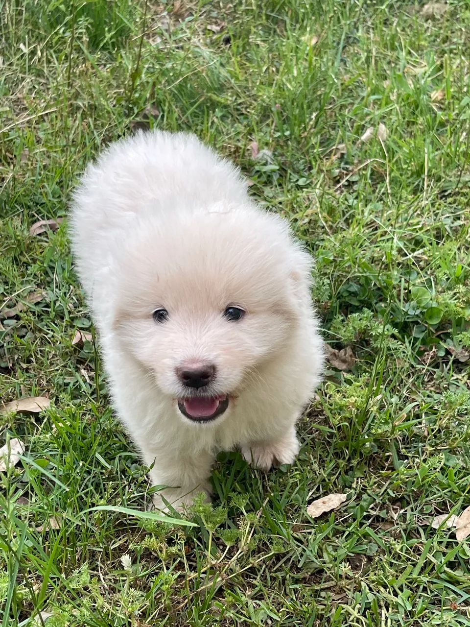 Pastor Maremano  - Foto 2