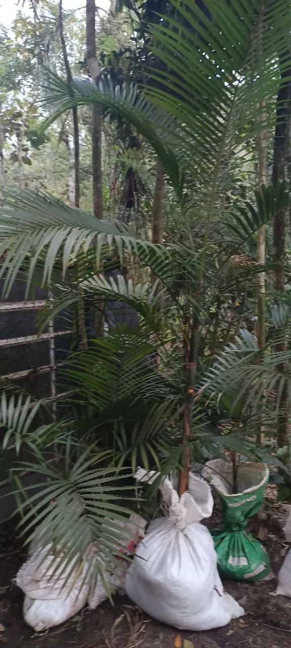 Palmeiras imperial64309220649729122