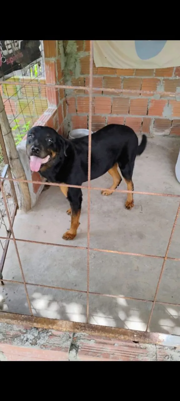 Rottweiler para cruzar 